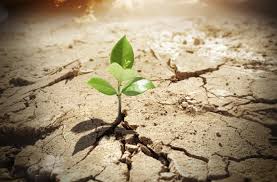 poems and literature