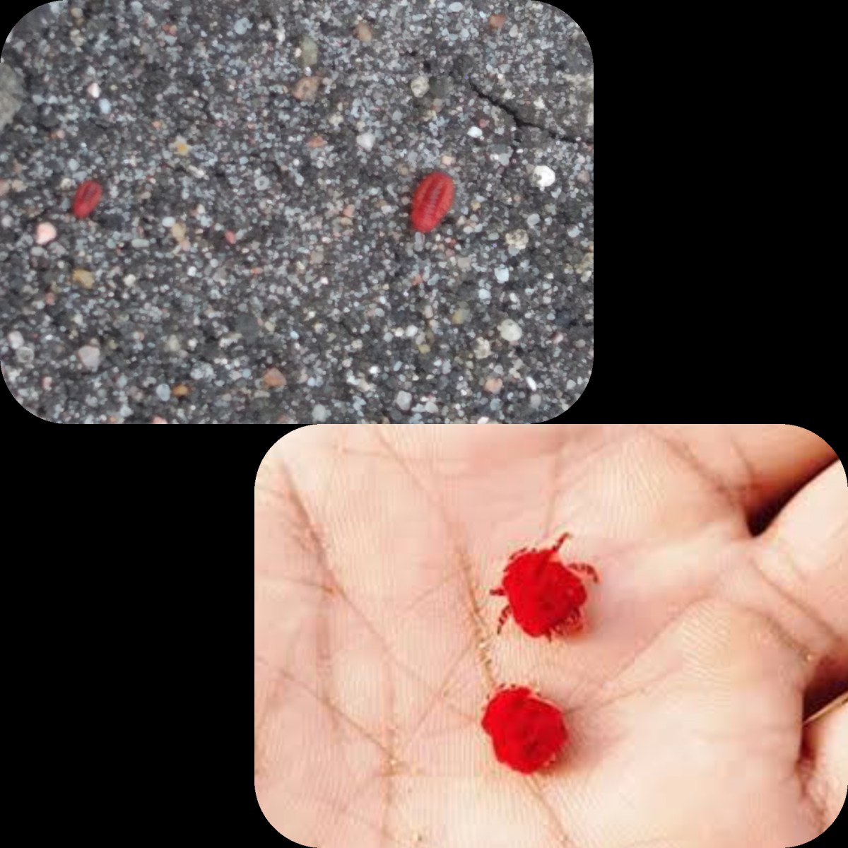Red Insect During Rains RAIN BUGS – International Journal of Research (IJR)