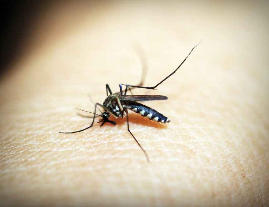 Zika Virus- Symptoms and&nbsp;Prevention